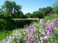 Lawsonia GC